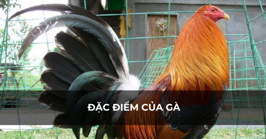 Những yếu tố để tìm chiến kê Những yếu tố để tìm chiến kê